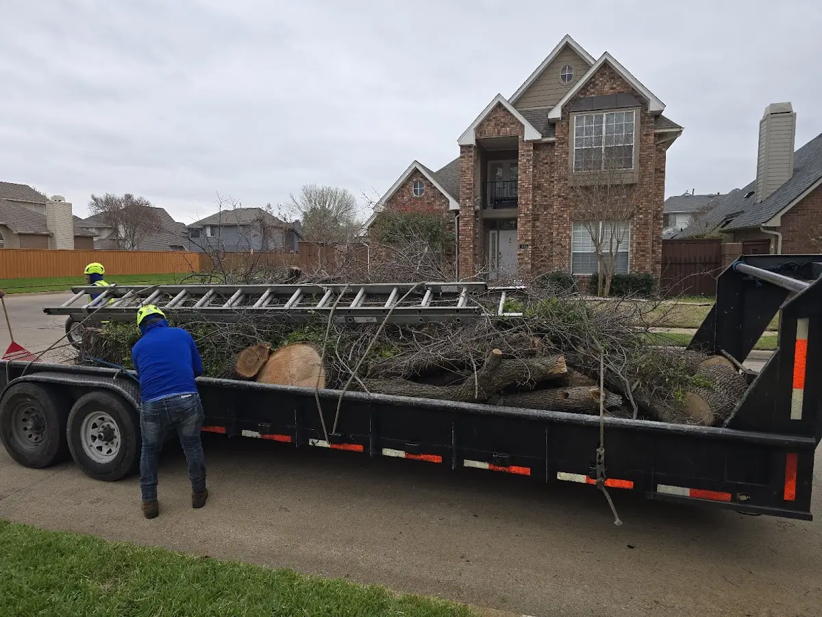Expert Tree Removal with proper safety equipment in Hesperus
